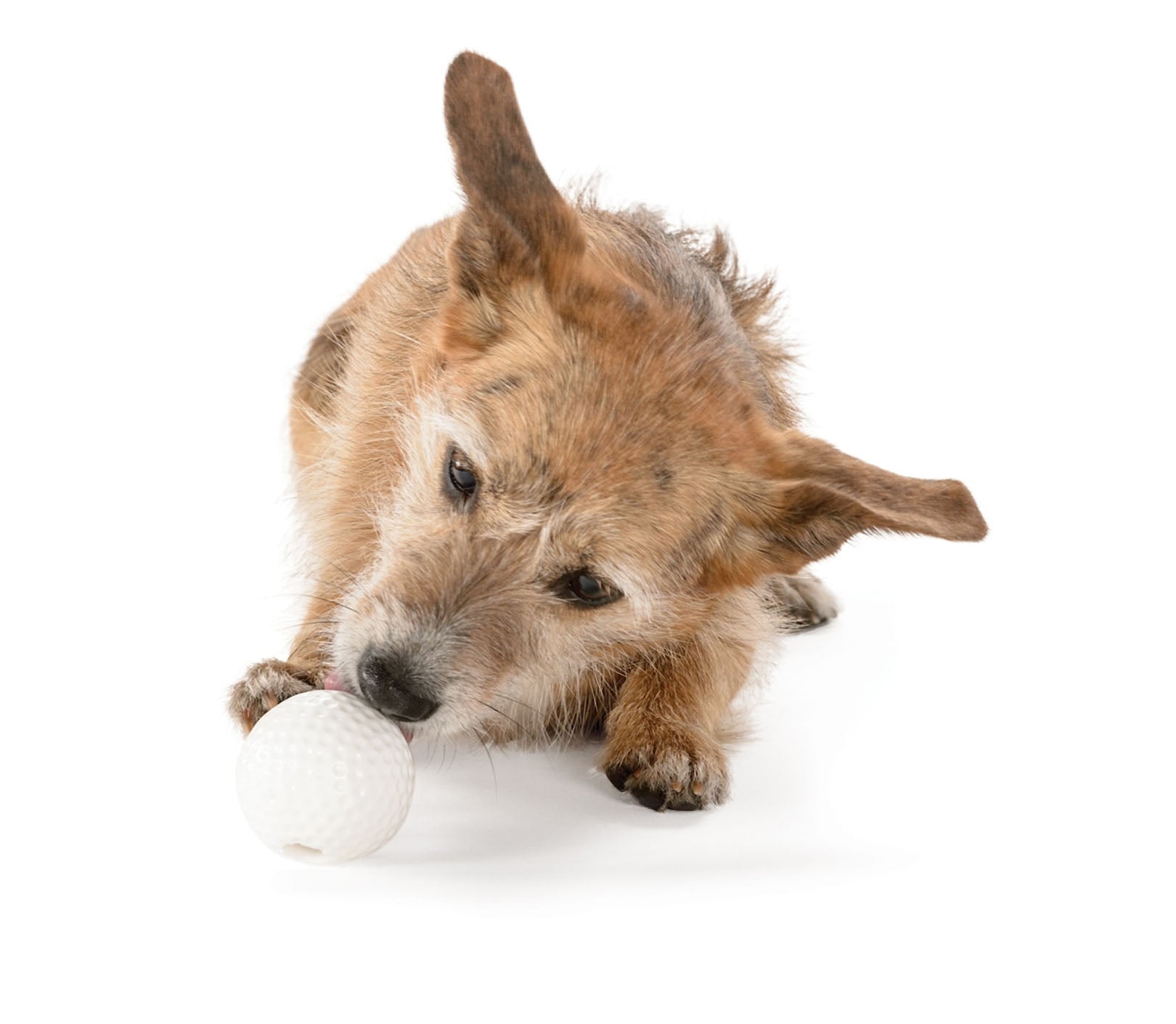 Golf ball dog outlet toy